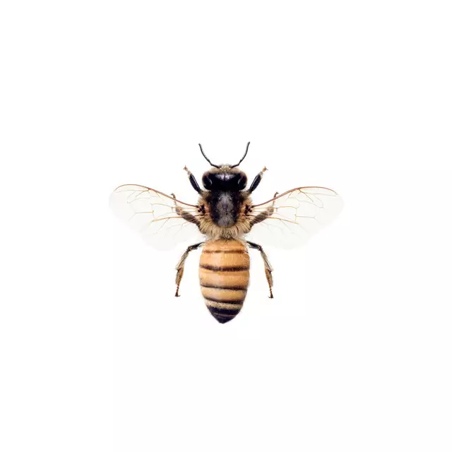 Sitzkissen Honey Bee