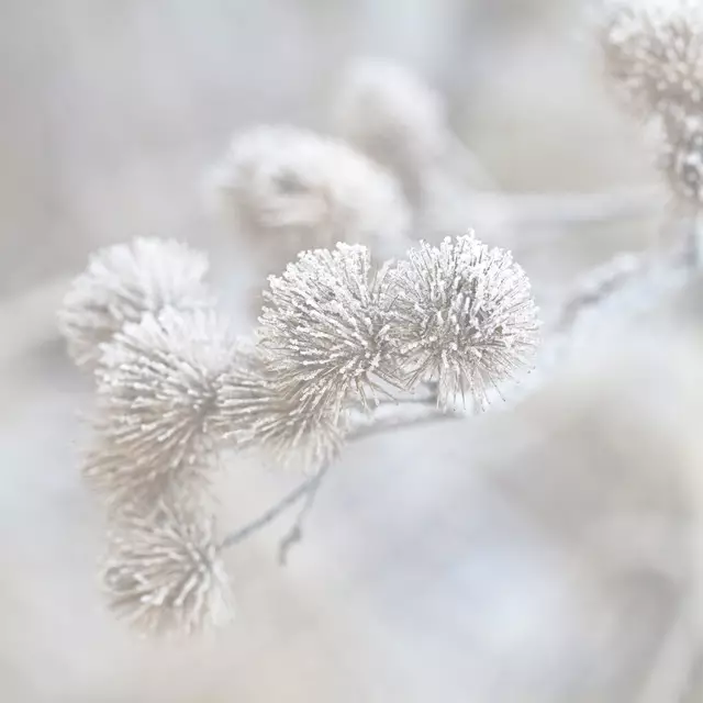 Kissen Winter Flora