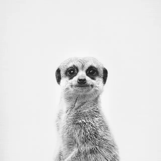 Bettwäsche Meerkat