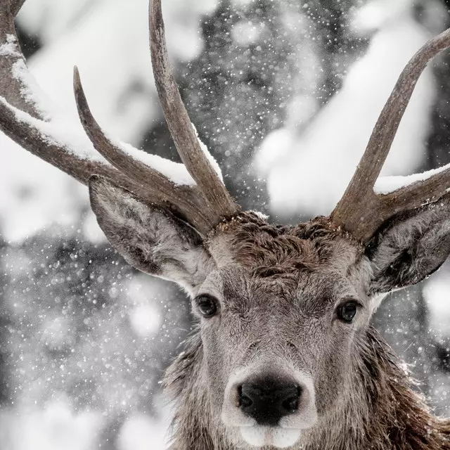 Kissen Hirsch im Schnee