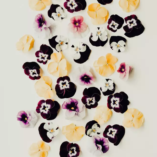 Kissen Pansy Flowers