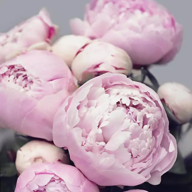 Kissen Peonies rose