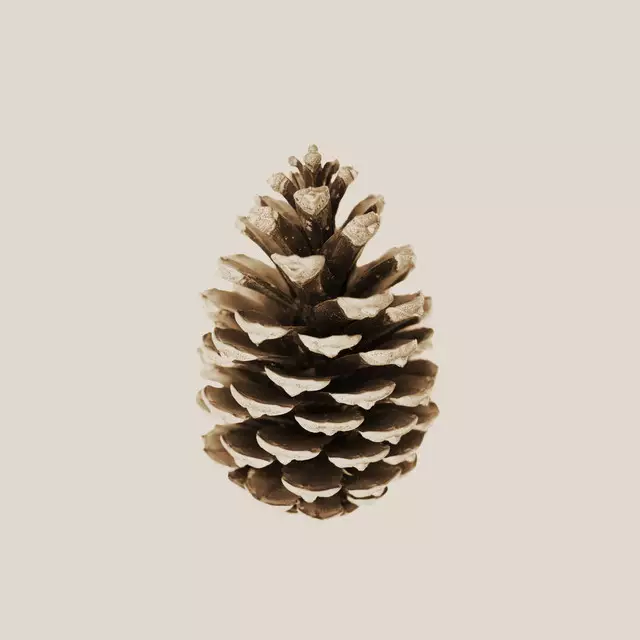 Kissen Pine Cone