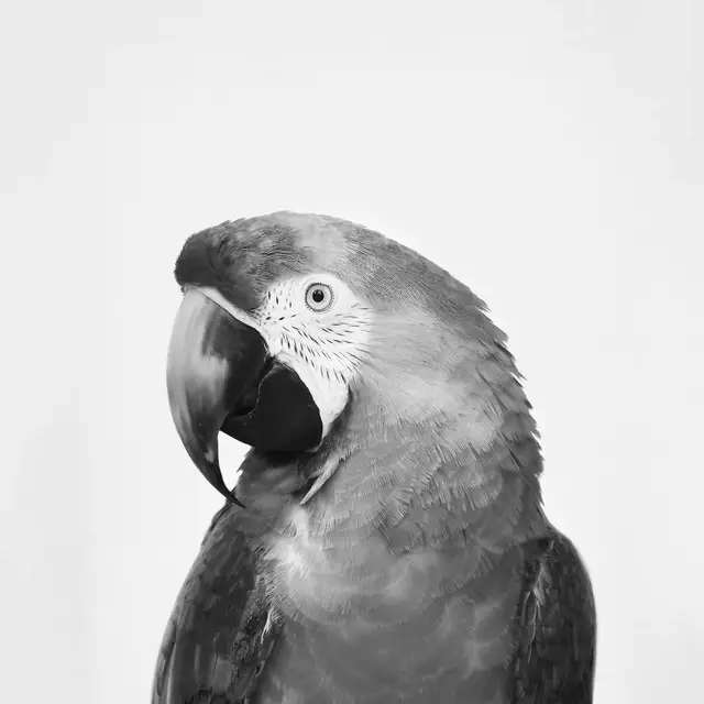 Kissen Parrot