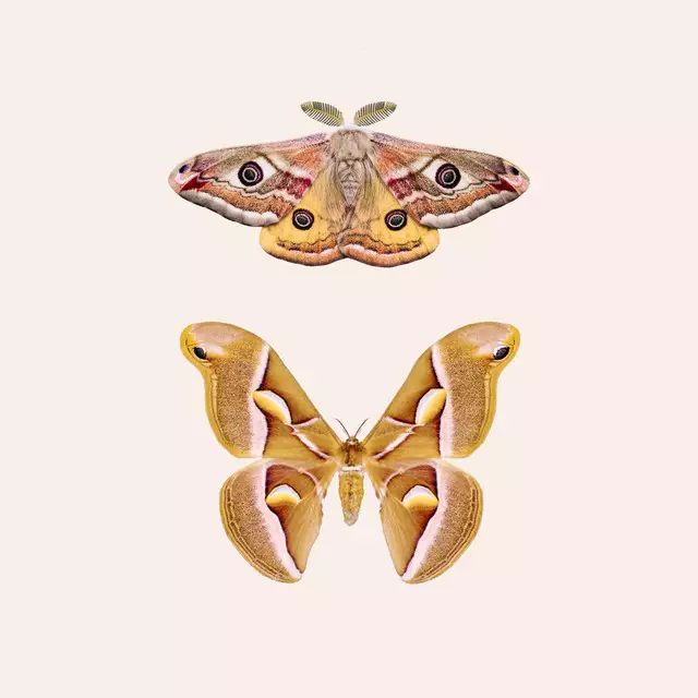 Bankauflage Moths