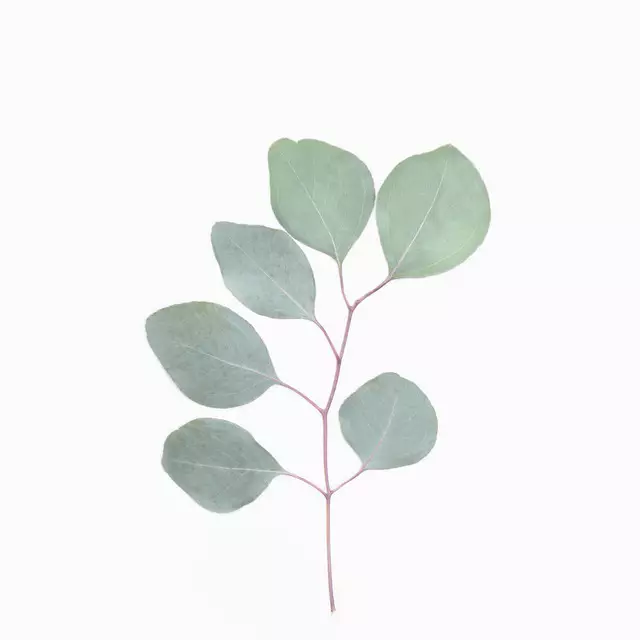 Kissen Eucalyptus