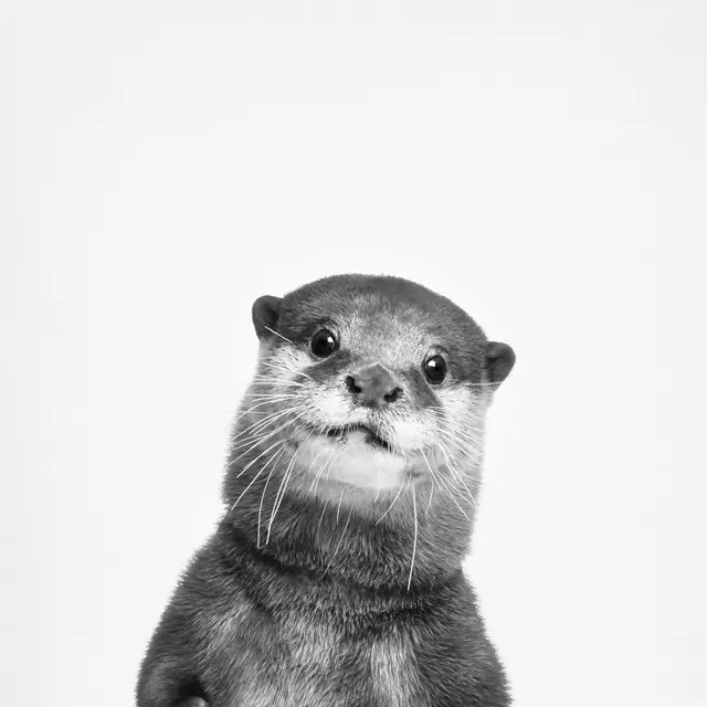 Kissen Otter