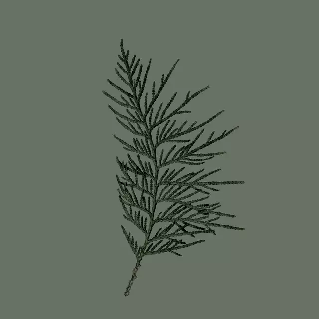 Kissen Winter Branches 16X