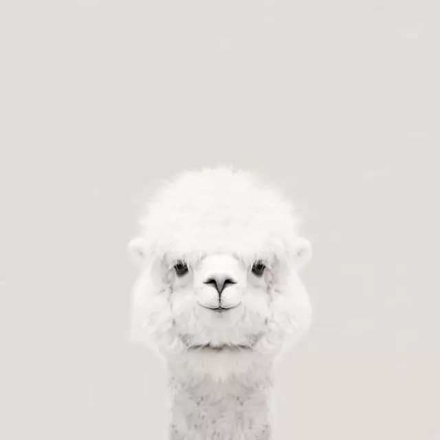 Kissen Smiling Alpaca